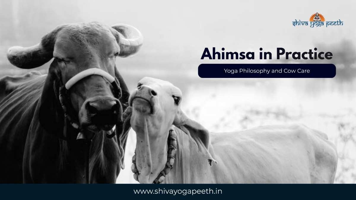 Yoga-Philosophy-and-Cow-Care